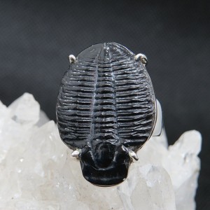 Anillo Trilobite y plata 925 mm