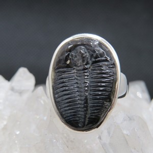 Anillo Trilobite y plata 925 mm